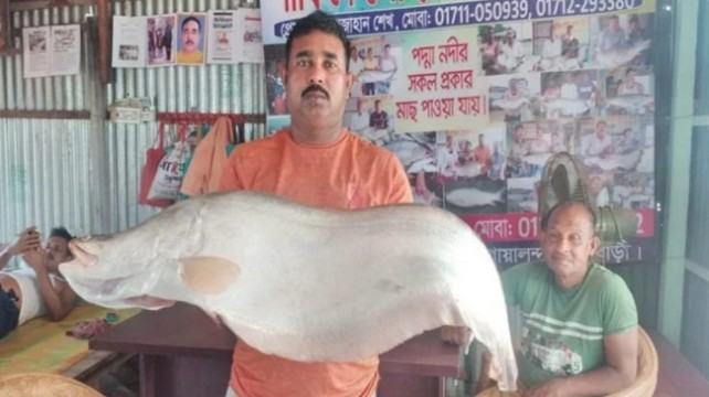 পদ্মার ১২ কেজি ওজনের চিতল বিশ হাজার টাকায় বিক্রি