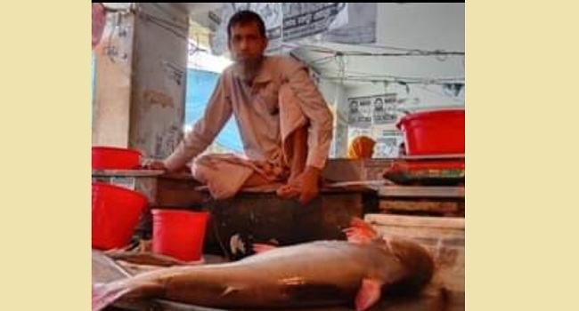 বিষখালীতে জেলের জালে ধরা পড়েছে ২৫ কেজির পাঙ্গাস