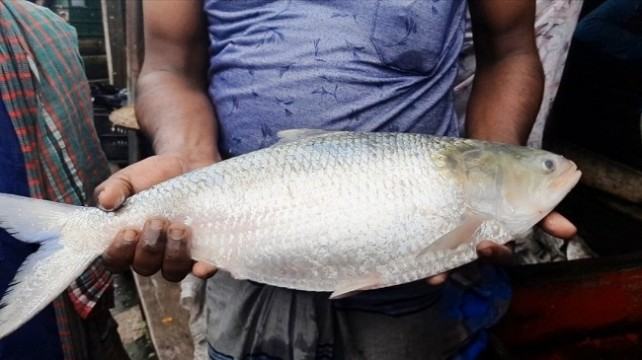 ভোলায় মেঘনার এক ইলিশের দাম ৪৩০০ টাকা