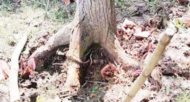 বালিয়াকান্দিতে বিস্ফোরণে নারীসহ আহত ৩