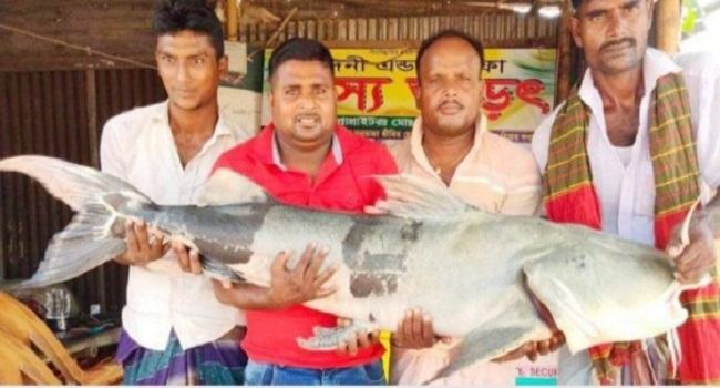 ৩৭ কেজির এক বাঘাইড় পেয়ে দেনা মুক্ত জেলে