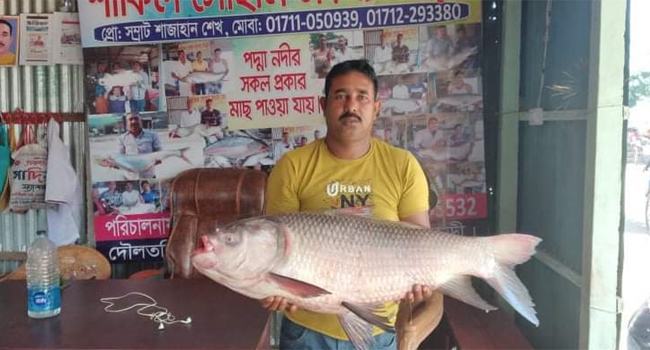 পদ্মায় ধরা পড়লো ১৬ কেজি ওজনের কাতল