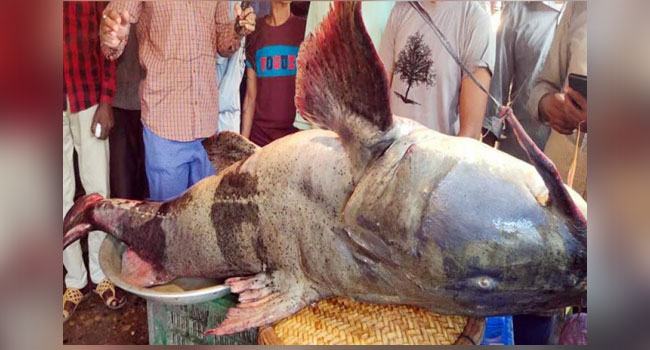 দাম দেড় লাখ : বিক্রি হলো না ১০০ কেজি ওজনের বাঘাইড়টি