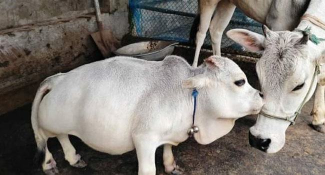 মৃত্যুর ৪০ দিন পর গিনেস বুকে রাণী'র নাম