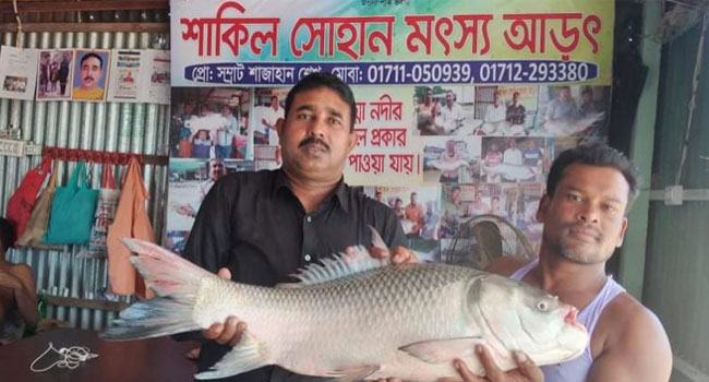 ২৬ কেজির কাতল বিক্রি হলো ৫২ হাজারে