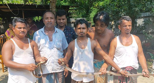সাপুরের ডাকে ছুটে এলো ৬ বিষধর সাপ!