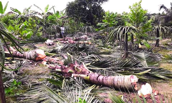 ফলন না হওয়ায় ১০৭টি ভিয়েতনামি নারকেল গাছ কর্তন