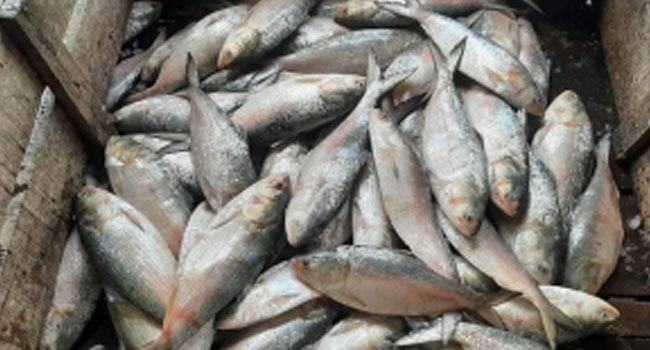 মোহনায় ধরা পড়ছে ঝাঁকে ঝাঁকে ডিমওয়ালা ইলিশ
