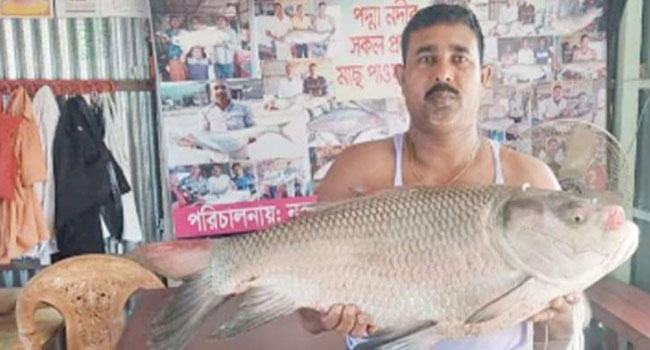 পদ্মায় ধরা ২১ কেজির বাঘাইড়, ১৪ কেজির কাতল
