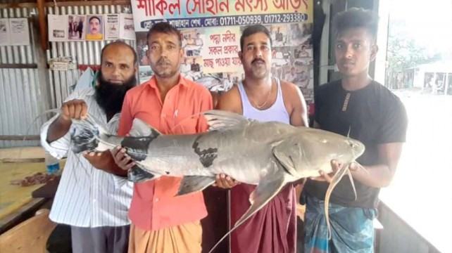 দৌলতদিয়ায় পদ্মায় ধরা পড়েছে ২৫ কেজির বাঘাইর