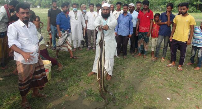 আশুগঞ্জে কলেজছাত্রাবাস থেকে ৪টি বিষধর সাপ উদ্ধার