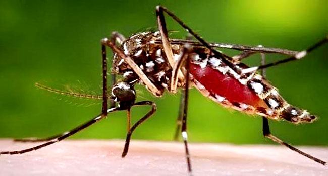 ডেঙ্গুতে আক্রান্ত হয়ে ১৯২ জন নতুন রোগী ভর্তি