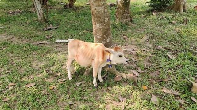 শ্রীপুরে সন্ধান মিলেছে বিশ্ব রেকর্ড গড়ার মতো ছোট গরুর!