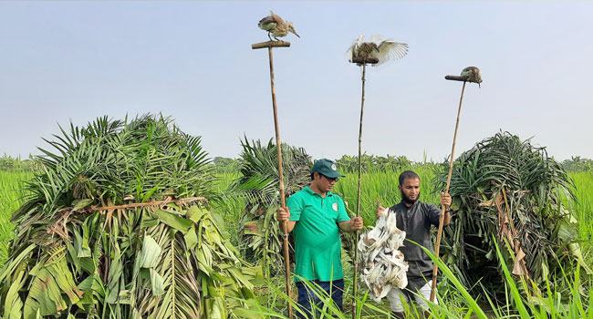 পালালো ৩ শিকারী, নতুন জীবন পেল ৩৫ বকপাখি