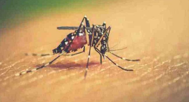 ডেঙ্গু আক্রান্ত আরো ২০৮ রোগী হাসপাতালে ভর্তি