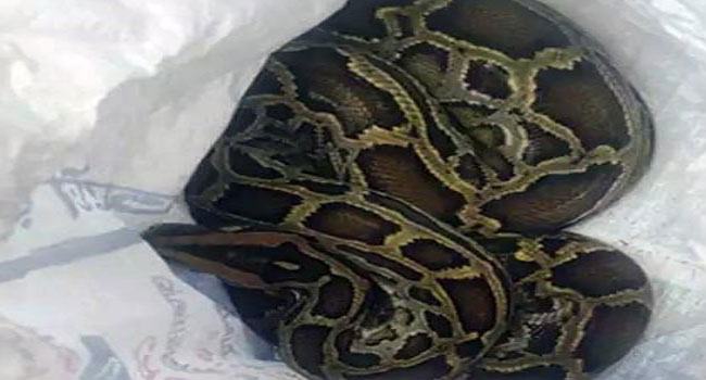 সিলেটে লোকালয়ে ৩ অজগর উদ্ধার