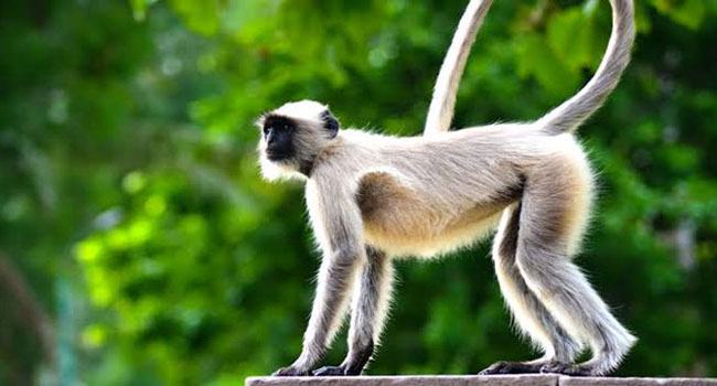 বিলুপ্তপ্রায় হনুমান দেখতে জনতার ভিড়