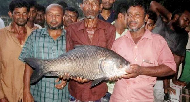 এক মাছেই বাজিমাত, জিতলেন ২ লাখ টাকা
