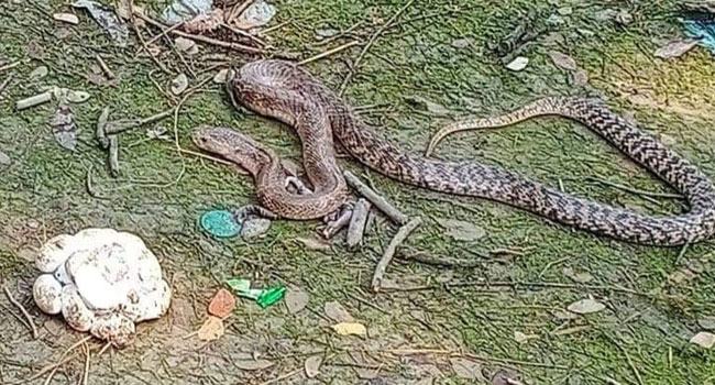 ২৭ ডিমসহ বিষধর গোখরা সাপ উদ্ধার