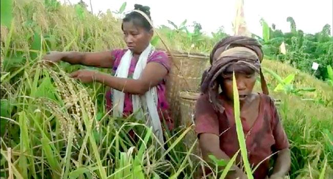 পাহাড়ে জুমচাষে ধানের ব্যাপক ফলন