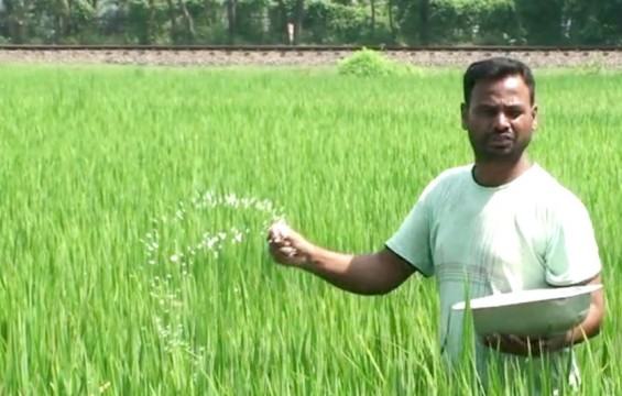 কৃষকের স্বপ্ন কাটছে আমন ক্ষেতের পোকা!