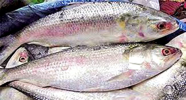 সুগন্ধা নদীতে ইলিশ ধরার অপরাধে ৩ জেলের কারাদণ্ড