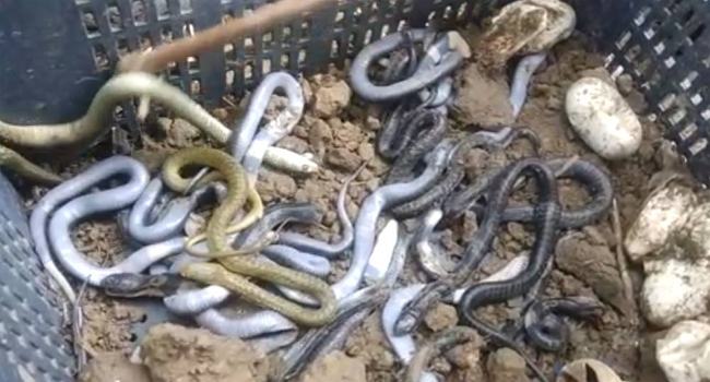 মেঝে খুঁড়তেই বেরিয়ে এল ঝাঁকে ঝাঁকে বাচ্চা গোখরা?