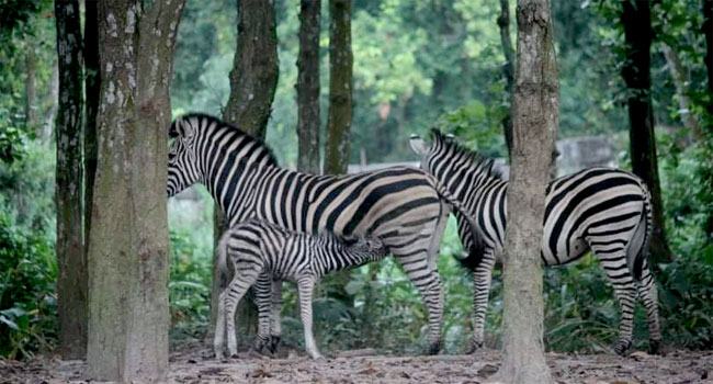 বঙ্গবন্ধু সাফারি পার্কে জেব্রা পরিবারে নতুন অতিথি