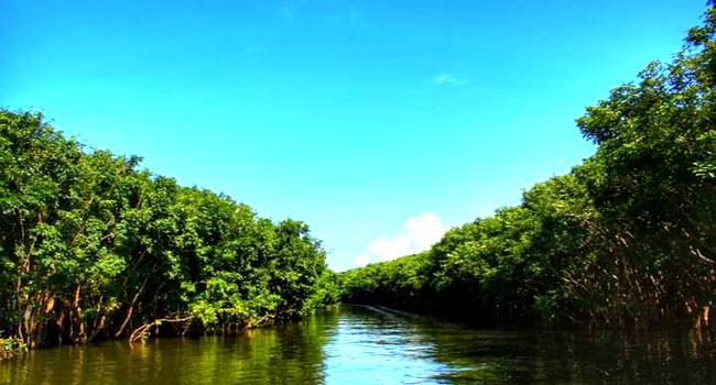 পাকনা হাওরে মিনি সুন্দরবন, রূপ নিচ্ছে পর্যটন স্পটে