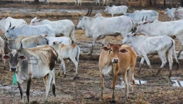 শ্রীলংকায় গরু জবাই নিষিদ্ধের প্রস্তাব মন্ত্রিসভায় অনুমোদন