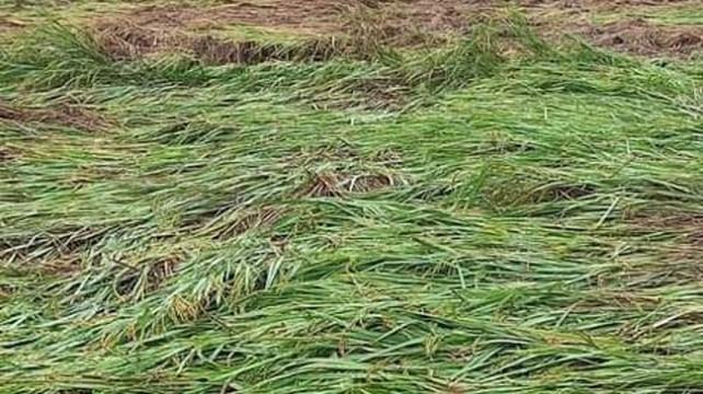 ঠাকুরগাঁওয়ে হঠাৎ ঝড়ো বাতাস, ক্ষতির মুখে আমন ধান
