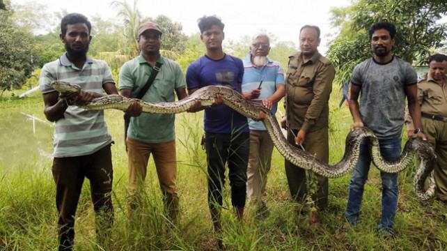শরণখোলায় ৪০ কেজি ওজনের অজগর উদ্ধার