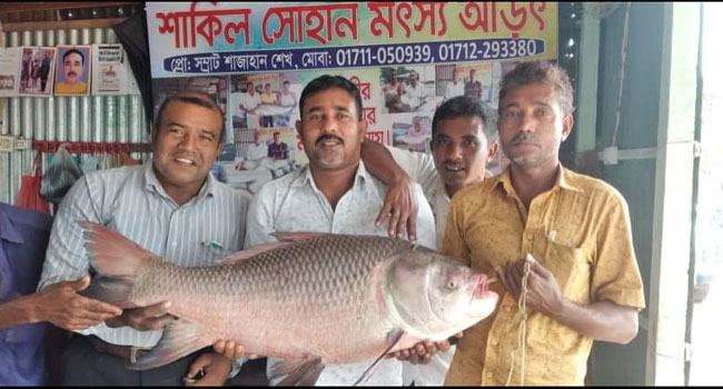 জেলের জালে ১৬ কেজির কাতল, বিক্রি ২৭ হাজারে
