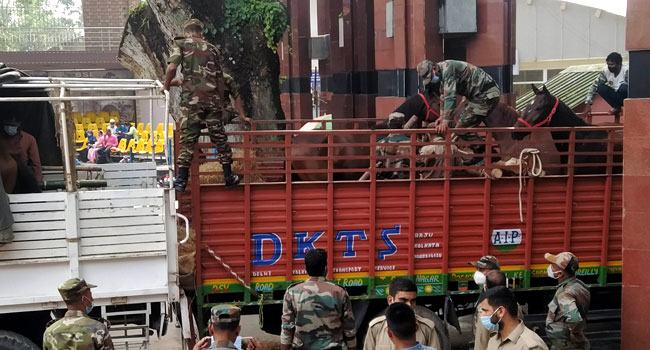 বাংলাদেশ সেনাবাহিনীকে ১৫টি ঘোড়া উপহার দিল ভারতীয় সেনাবাহিনী
