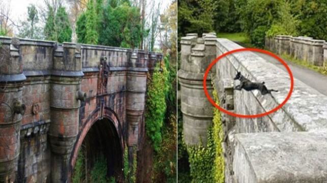 কেন ওভারটোন সেতুতে আত্মহত্যা করে কুকুররা