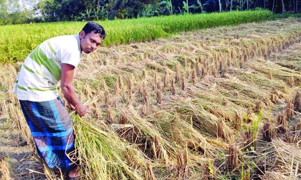 মহাদেবপুরে মাঠভরা ধানে বাম্পার ফলনের আশা