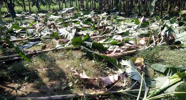 কলাগাছের সাথেও শত্রুতা !