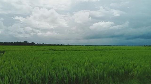 ফসলি জমি অনাবাদি দেখিয়ে বিদ্যুৎকেন্দ্র নির্মাণের পাঁয়তারা