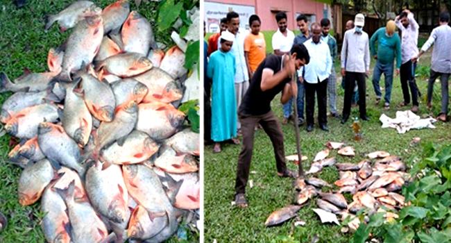 ভূরুঙ্গামারীতে আড়াই মণ নিষিদ্ধ পিরানহা জব্দ