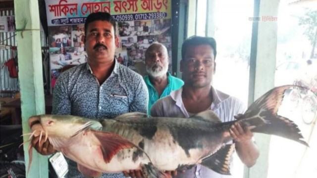 ২৫ কেজি ওজনের বাঘাইর বিক্রি ৩০ হাজারে