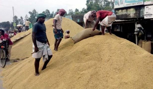 আমনের ভালো দামে খুশি কৃষক