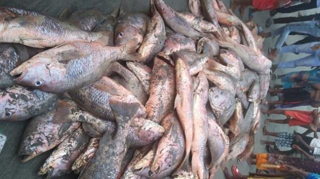 সেন্টমার্টিনে টানা জালে মিললো ৬ লাখ টাকার লাল কোরাল