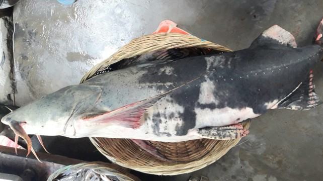 ৩৭ হাজার টাকায় বিক্রি হলো ৩৪ কেজির বাঘাইর