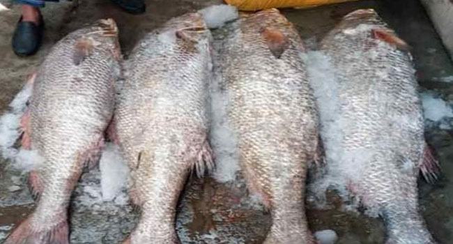 বরগুনায় ৪ দাতিনা মাছ বিক্রি হলো ১৭ লাখ টাকায়