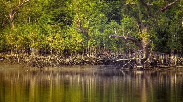 সুন্দরবনেই হচ্ছে র‍্যাবের দুটি স্থায়ী ক্যাম্প