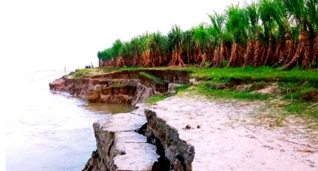পাংশায় বাম্পার ফলনের আখক্ষেত বিলীন হচ্ছে পদ্মায়
