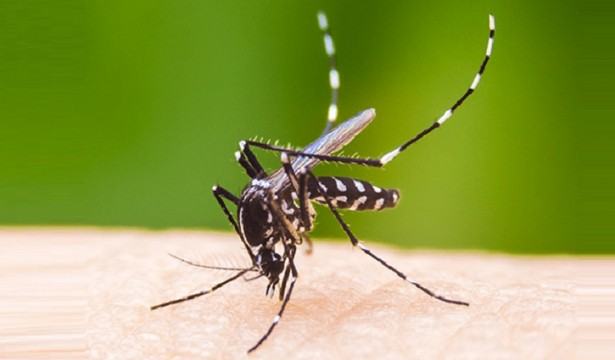 ডেঙ্গুতে আক্রান্ত আরো ১২৭