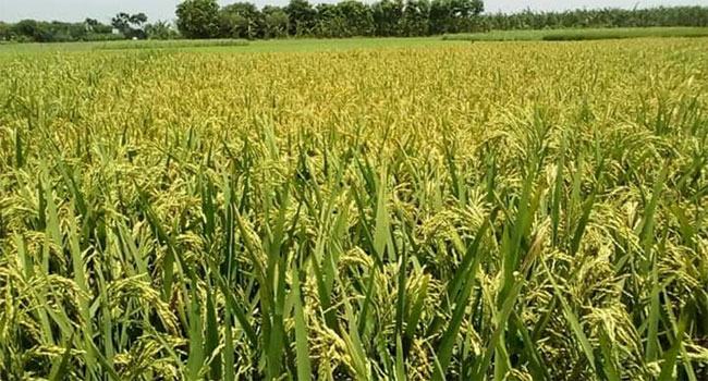 ডিজেলের মূল্যবৃদ্ধিতে বড় ধাক্কা লাগবে বোরো আবাদে, শঙ্কায় কৃষক