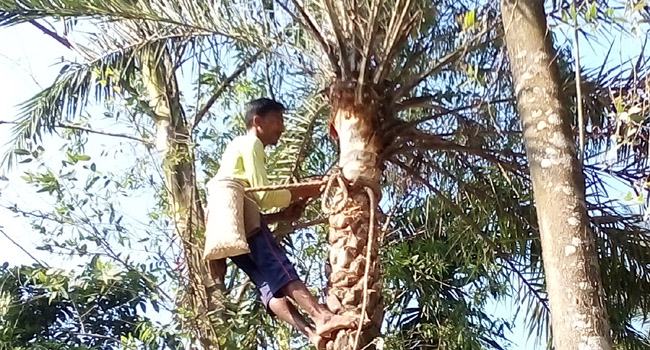 রস পেতে খেজুর গাছের যত্নে ব্যস্ত গাছিরা