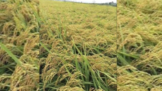চুনারুঘাটে আমন ধানের বাম্পার ফলন